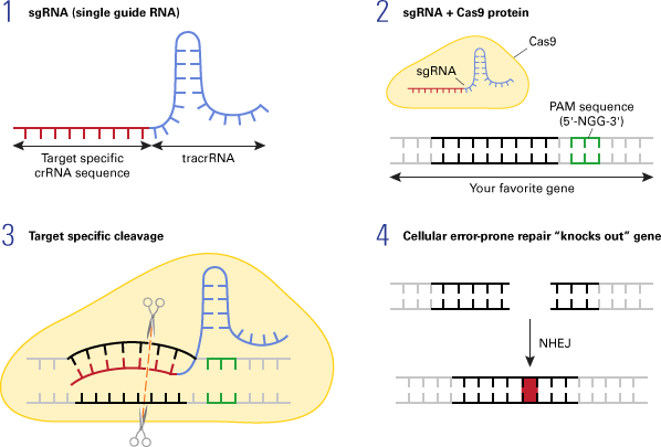 Bioethics of Crispr Technology